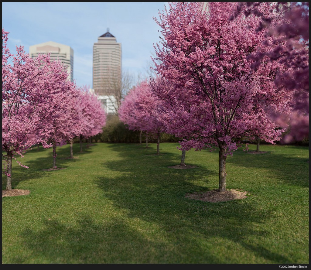 Blossoms in the City - 64 Image Stitch: Panasonic GH2 with Rokinon 85mm f/1.4, Click to enlarge!
