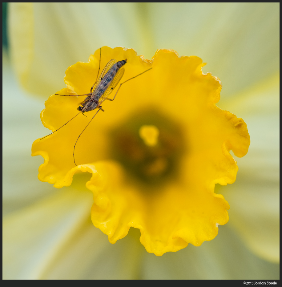 Insect on a Daffodil - Fujifilm X-E1 with Fujinon 60mm f/2.4 R Macro @ f/4