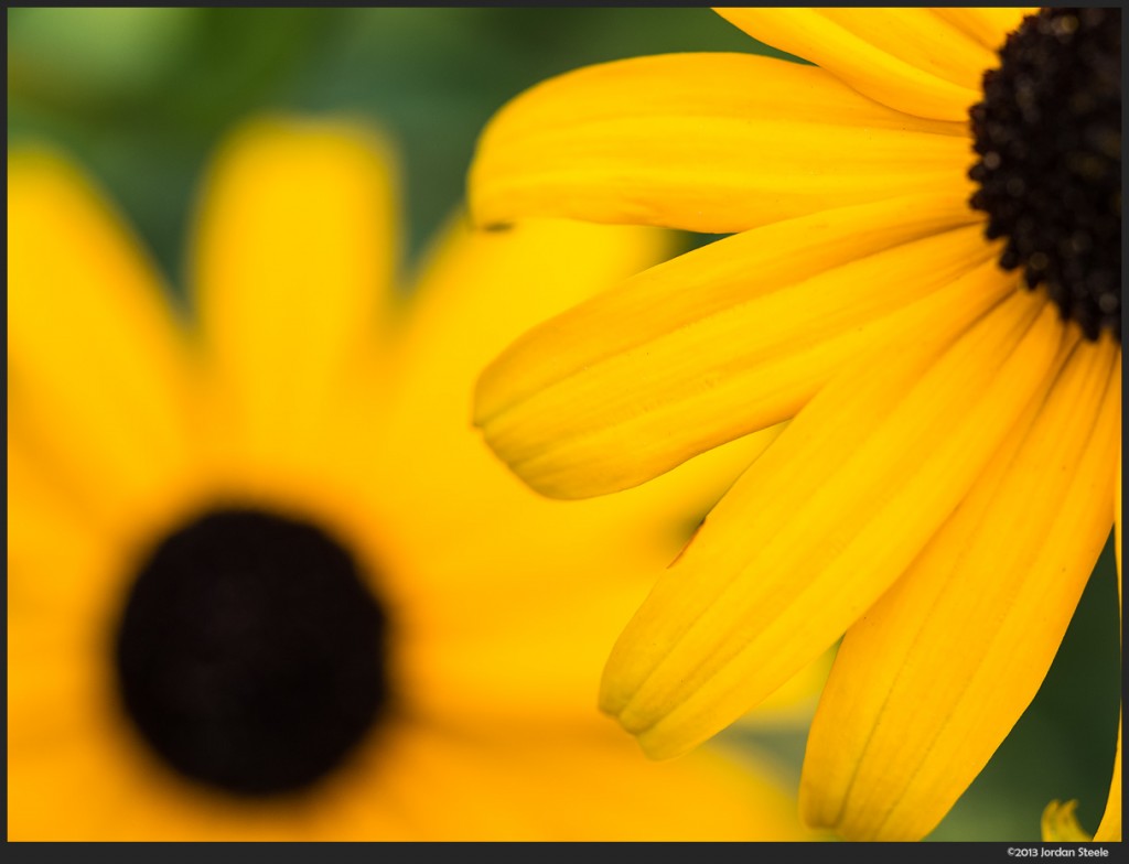 Black Eyed Susans - Olympus Pen E-P5 with Olympus 60mm f/2.8 Macro @ ISO 200