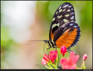 Butterfly - Olympus Pen E-P5 with Olympus 60mm f/2.8 Macro