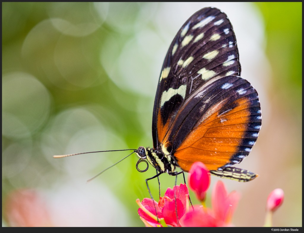 Butterfly - Olympus E-P5 with Olympus 60mm f/2.8 Macro @ ISO 400 with flash