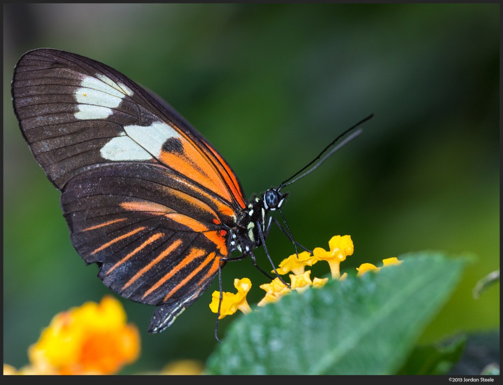 Butterfly - Olympus Pen E-P5 @ ISO 400 with flash