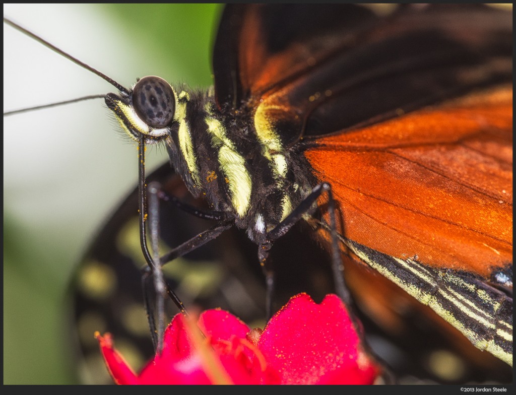 Butterfly - Olympus Pen E-P5 with Olympus 60mm f/2.8 Macro @ ISO 400 with flash