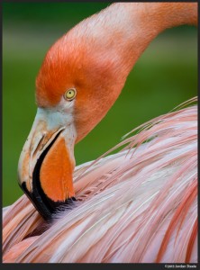 Flamingo - Olympus OM-D E-M5 with Olympus 75-300mm f/4.8-6.7 II @ 300mm, f/6.7