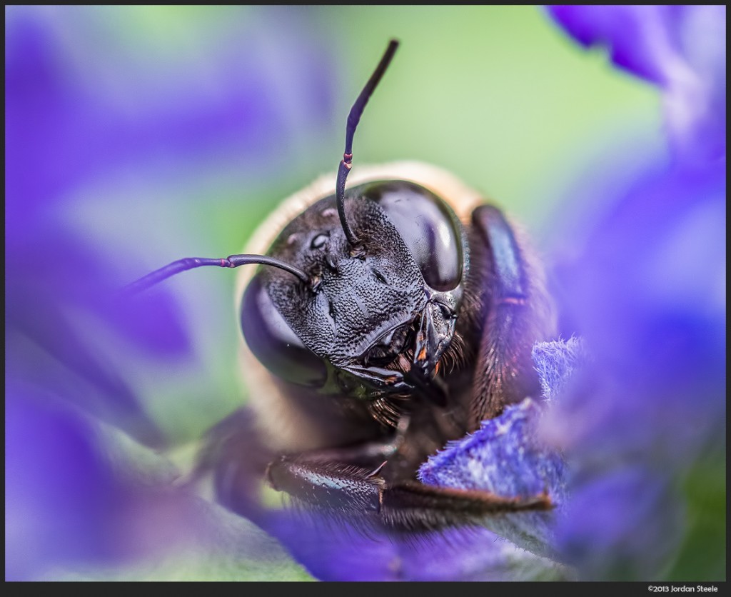Bee's Head - Olympus Pen E-P5 @ ISO 1250
