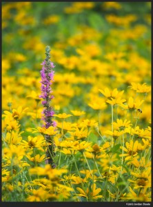 Purple and Gold - Olympus 75-300mm f/4.8-6.7 II @ 300mm, f/6.7