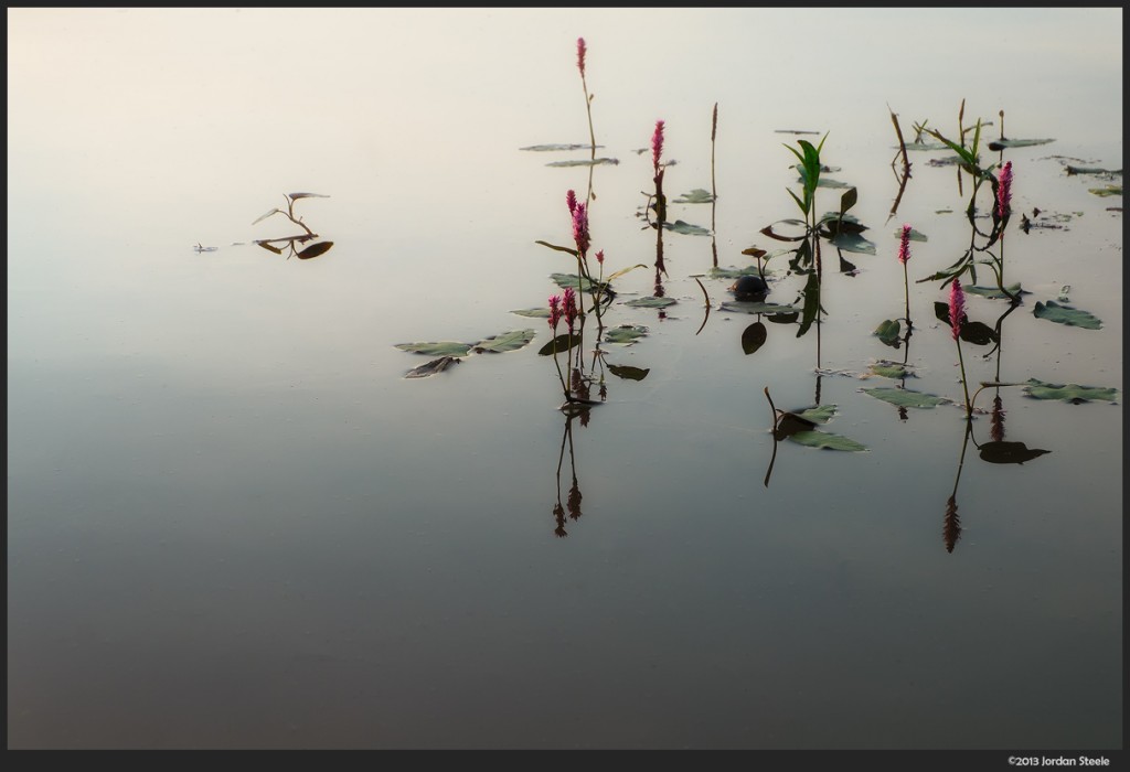 Water Plants - Fujifilm X-M1 with Fujinon XC 16-50mm f/3.5-5.6 OIS