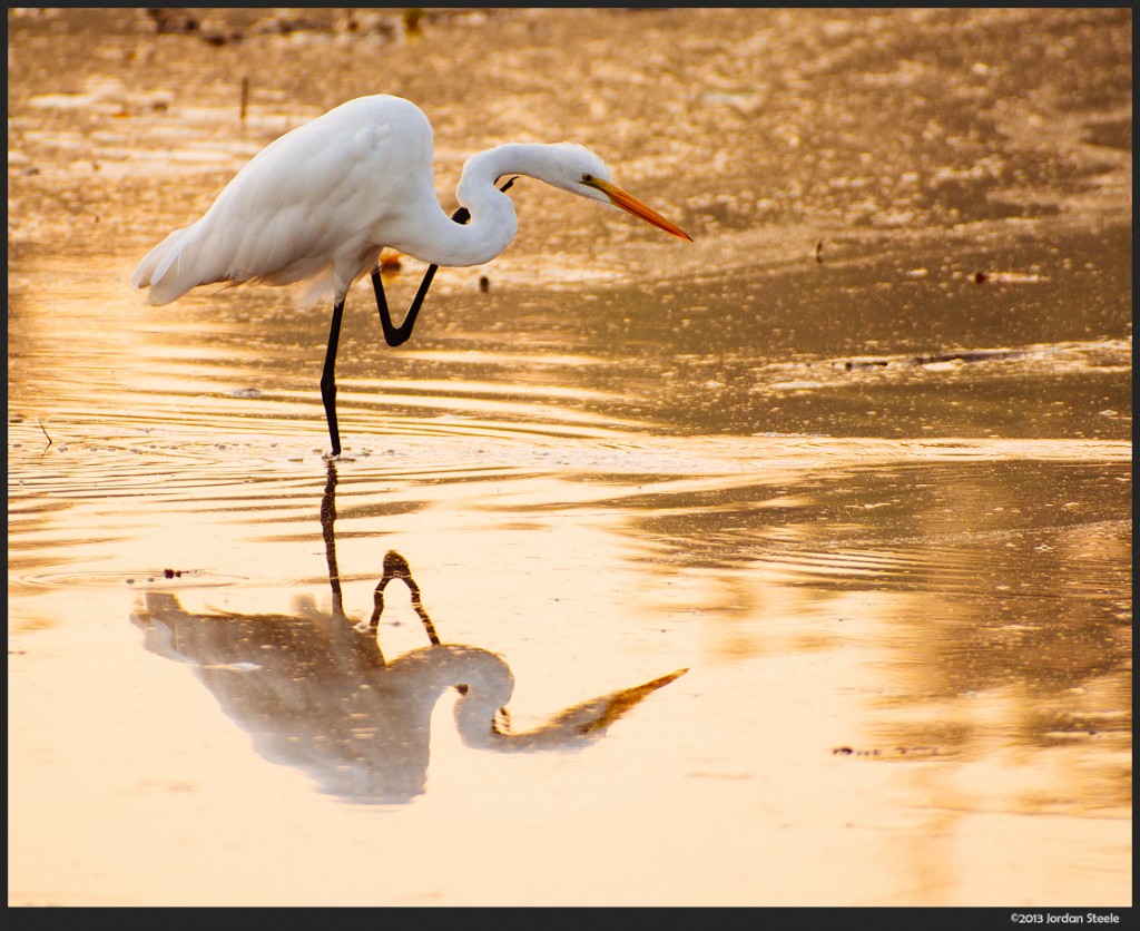 Egret at Sunrise - Olympus OM-D E-M5 with Canon FD 50-300mm f/4.5L