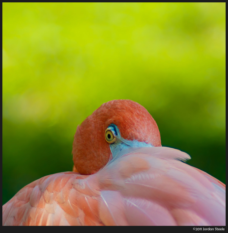 Flamingo - Panasonic GH2 with Minolta MD 135mm f/2.8