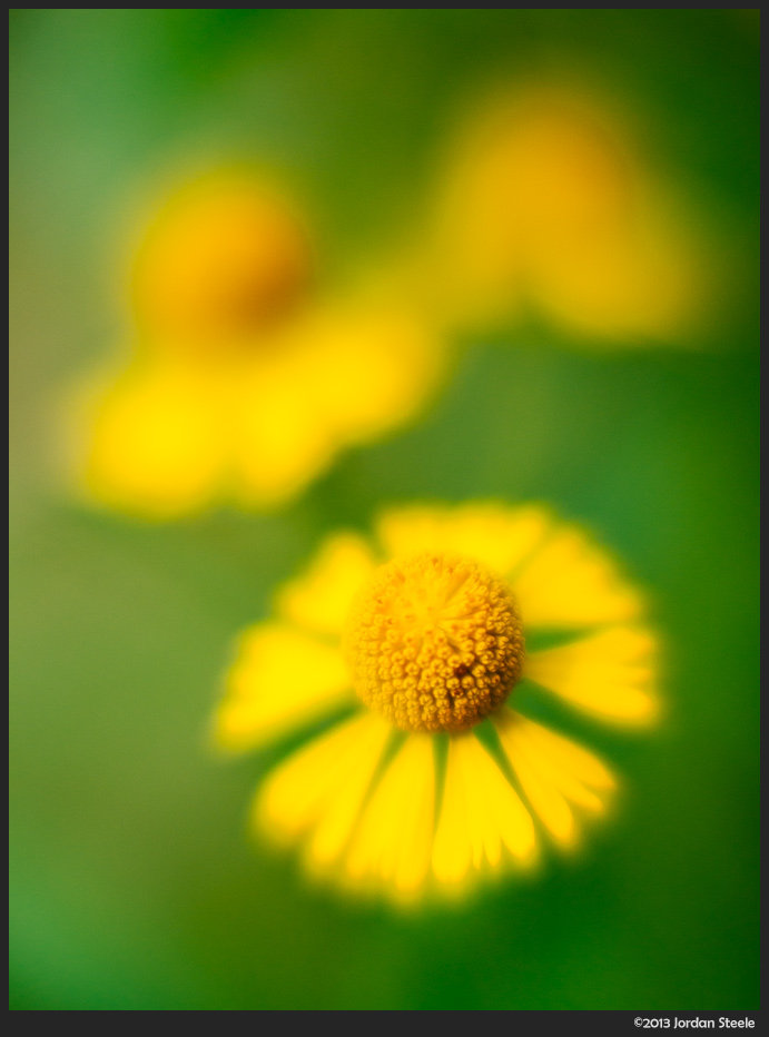 Flowers near minimum focus distance - Olympus OM-D E-M5 with Voigtländer Nokton 42.5mm f/0.95 @ f/0.95
