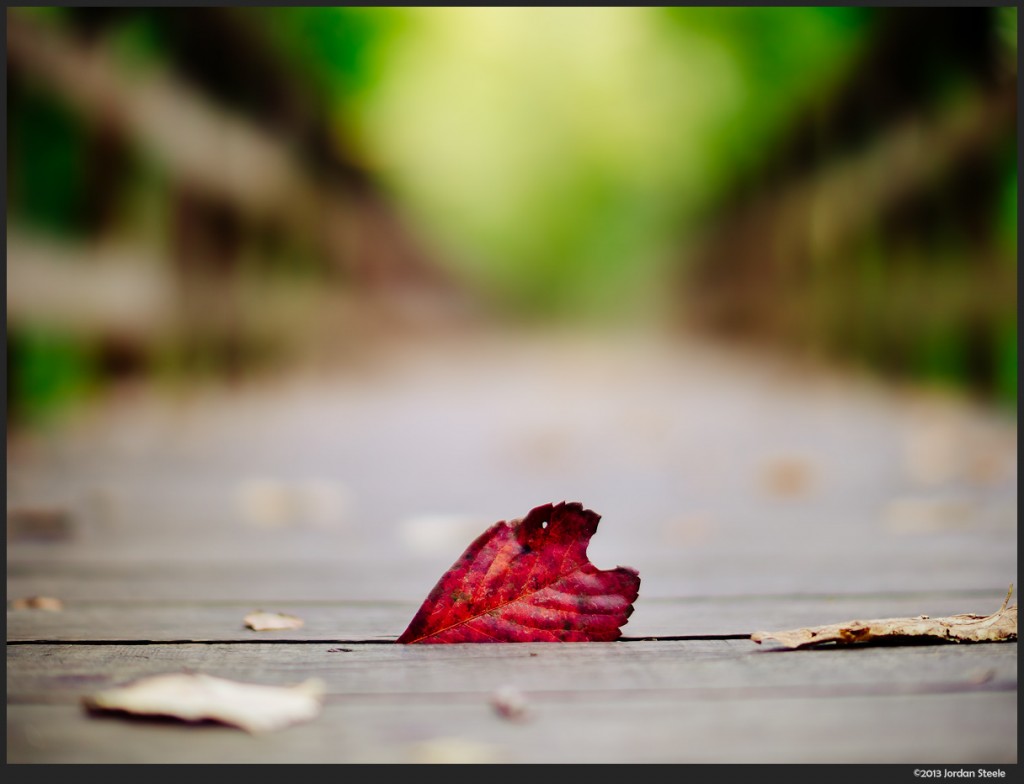 Leaf in the Boardwalk -Olympus OM-D E-M5 with Voigtländer Nokton 42.5mm f/0.95 @ f/0.95