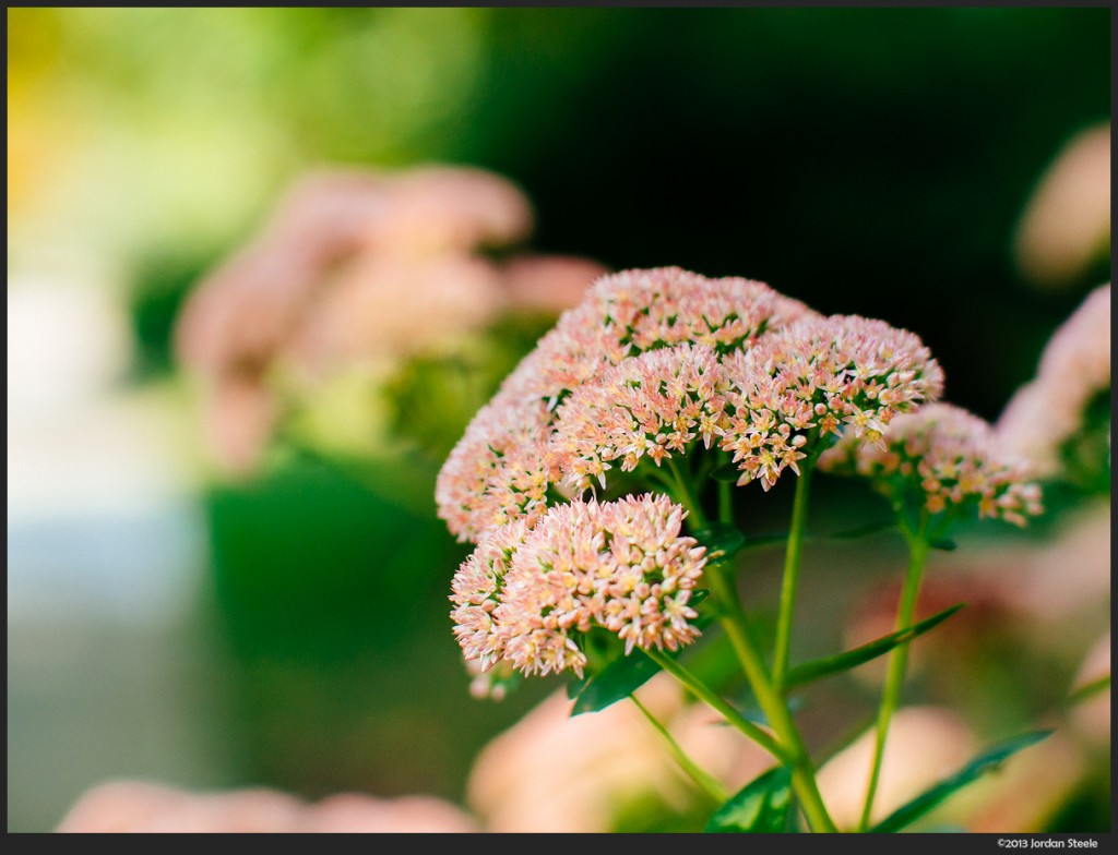 Flowers - Olympus OM-D E-M5 with Voigtländer Nokton 42.5mm f/0.95 @ f/2