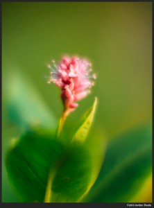 Tiny Flower - Olympus OM-D E-M5 with Voigtländer Nokton 42.5mm f/0.95 @ f/0.95 at minimum focus distance.