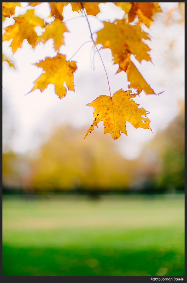 Leaves - Fujifilm X-E1 with Canon FD 50mm f/1.4 + Speed Booster @ 35mm, f/1.0