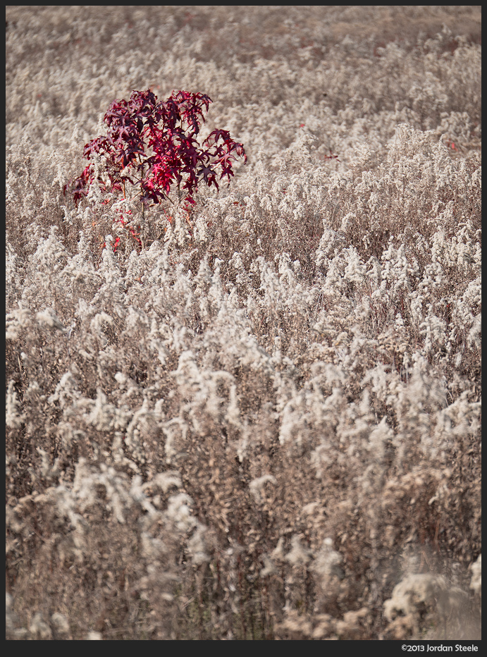 Red Tree - Olympus OM-D E-M1 with Panasonic 35-100mm f/2.8 OIS