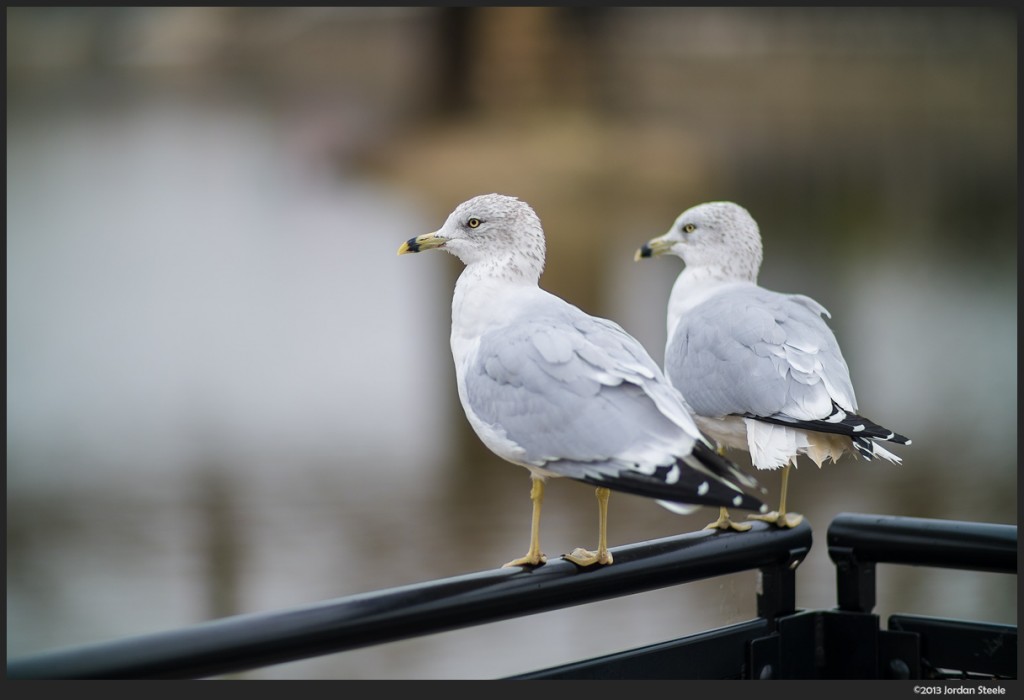 Seagulls - Fujifilm X-E1 with Canon FD 135mm f/2 + Speed Booster @ 96mm, f/1.4