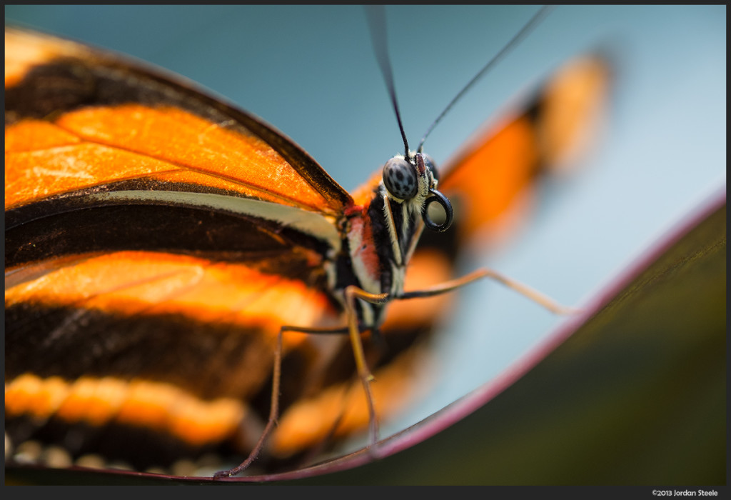 Butterfly - Fujifilm X-E1 with Fujinon XF 60mm f/2.4