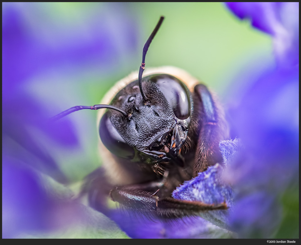 Bee - Olympus Pen E-P5 with Olympus 60mm f/2.8 Macro