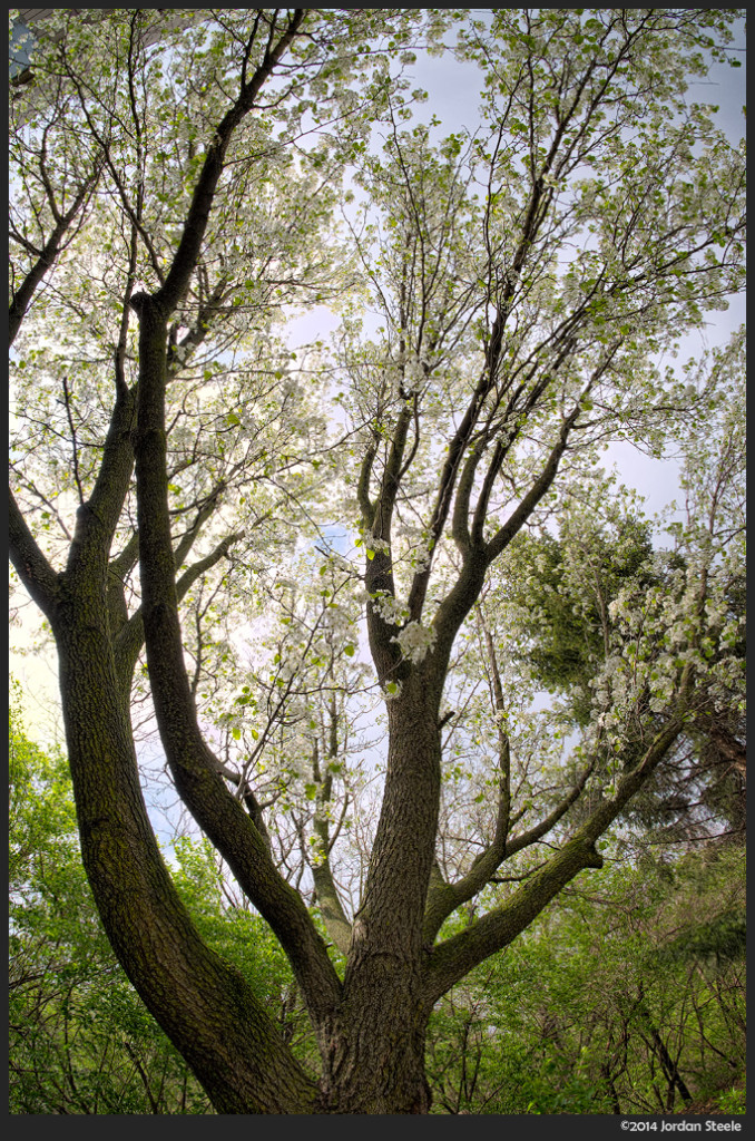 Blossoms - Fujifilm X-E2 with Rokinon 8mm f/2.8 Fisheye II