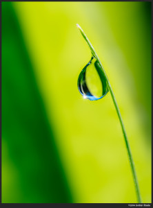 Dewdrop - Olympus OM-D E-M5 with Olympus 60mm f/2.8 Macro