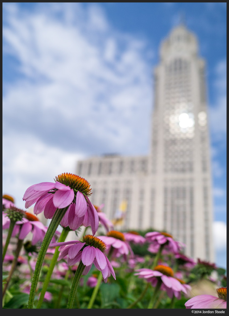 Coneflowers in the City - Panasonic GX1 with Panasonic Leica 15mm f/1.7 @ f/2.8