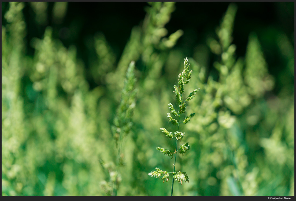 Grass - Sony NEX-6 with Sony 18-105mm f/4 G OSS @ 105mm, f/4, 1/800s