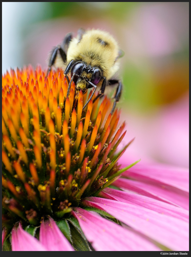 Bumblebee - Fujifilm X-T1 with Zeiss Touit 50mm f/2.8 @ f/4