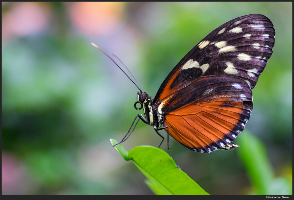 Butterfly - Fujifilm X-T1 with Zeiss Touit 50mm f/2.8 @ f/5