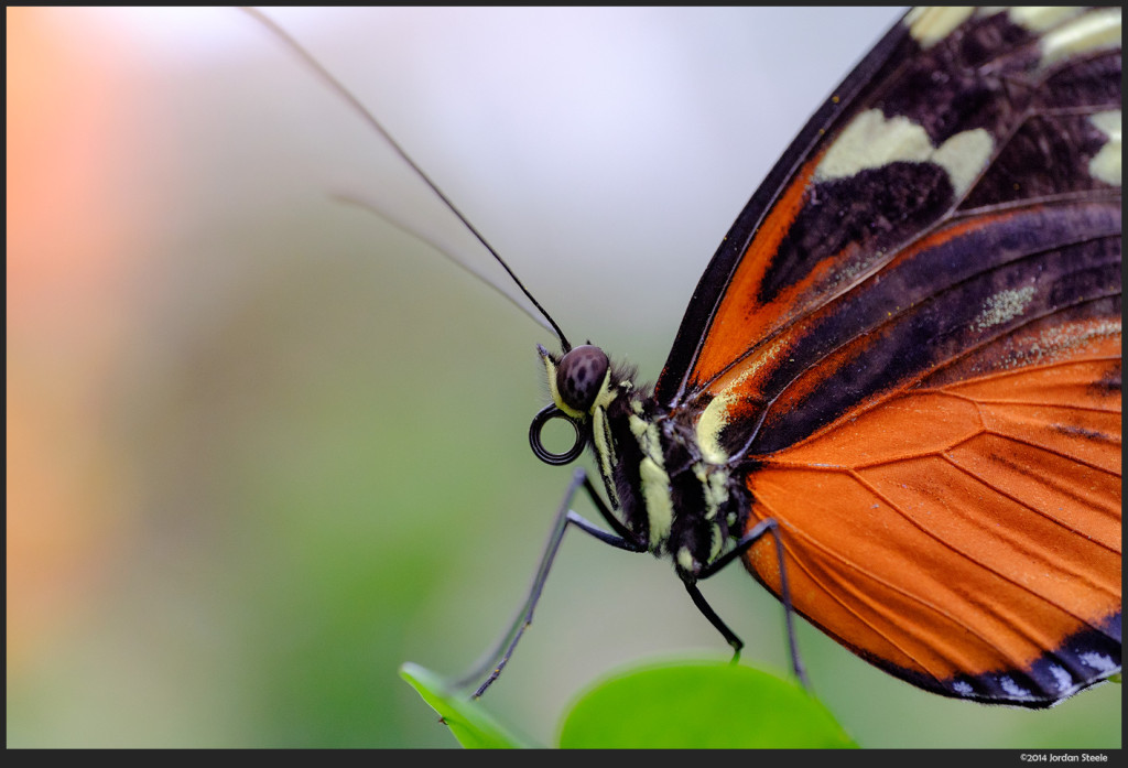 Butterfly - Fujifilm X-T1 with Zeiss Touit 50mm f/2.8 @ f/2.8