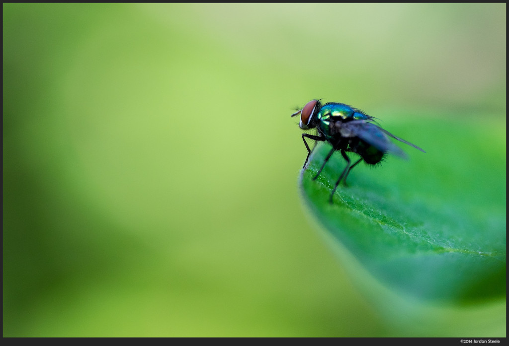 Fly - Fujifilm X-T1 with Zeiss Touit 50mm f/2.8 @ f/2.8