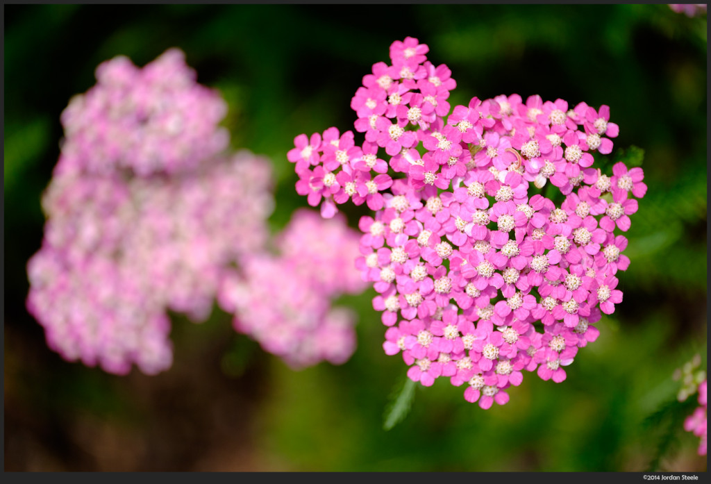 Pink Flowers - Fujifilm X-T1 with Zeiss Touit 50mm f/2.8 @ f/4