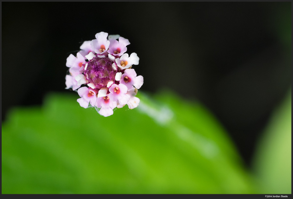 Tiny Flower (near 1:1) - Fujifilm X-T1 with Zeiss Touit 50mm f/2.8 @ f/11