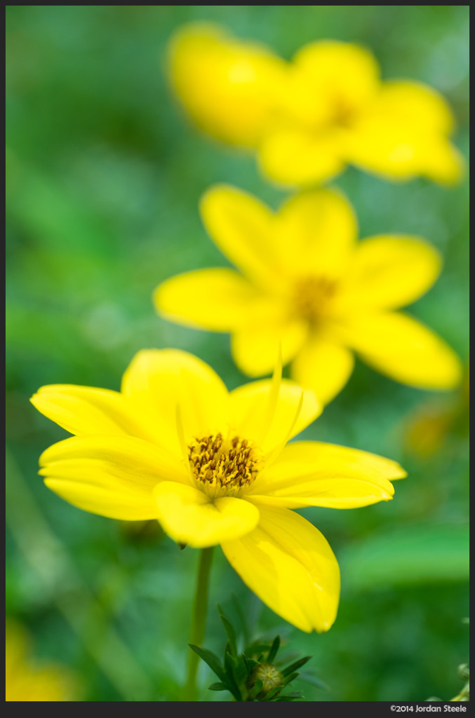 Yellow Flowers - Fujifilm X-T1 with Zeiss Touit 50mm f/2.8 @ f/5.6
