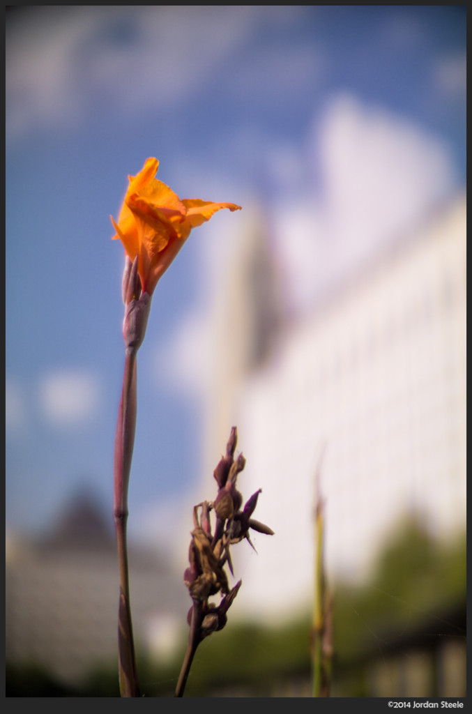 Flower in the City - Sony a6000 with Ibelux 40mm f/0.85 @ f/0.85