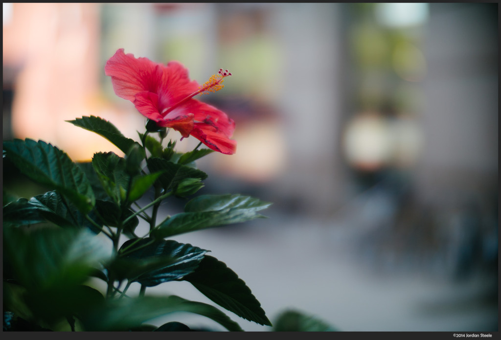 Hibiscus - Sony NEX-6 with Ibelux 40mm f/0.85 @ f/0.85