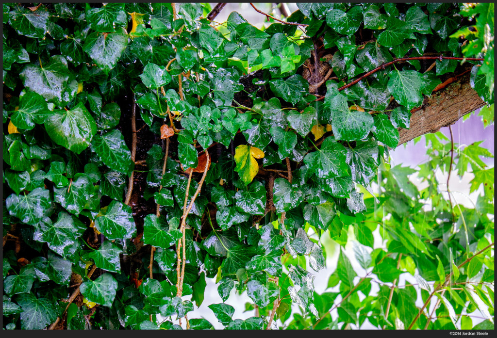 Ivy in the Rain - Fujifilm X-T1 with Fujinon XF 18-135mm f/3.5-5.6 @ 