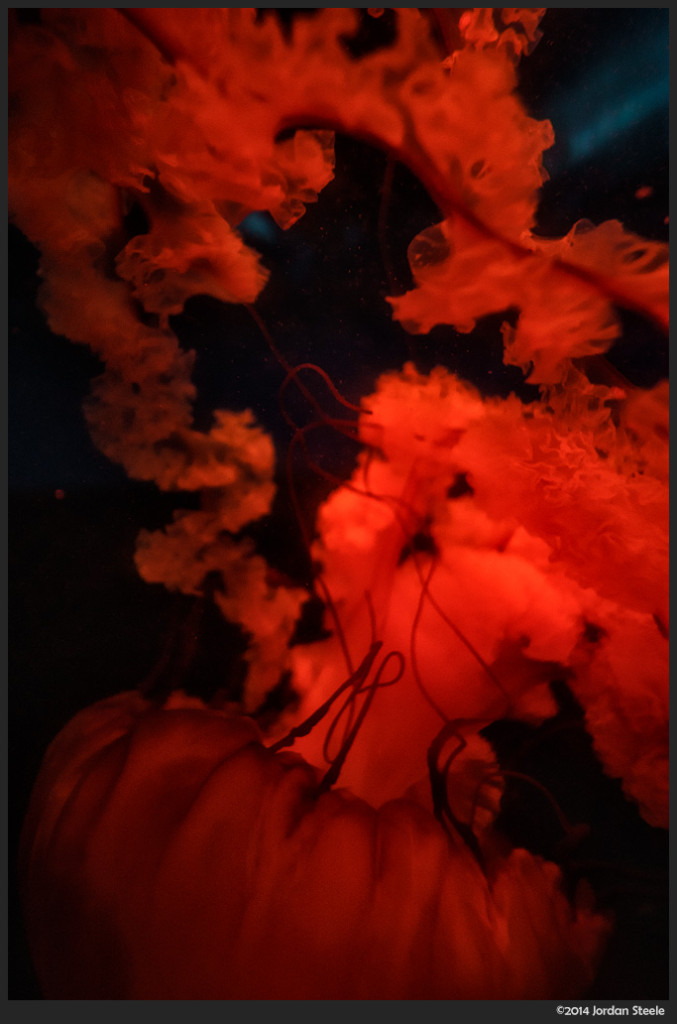 Red Jellyfish, Newport Aquarium, Newport, KY  - Sony a6000 with Rokinon 12mm f/2.0 NCS CS @ f/2.0