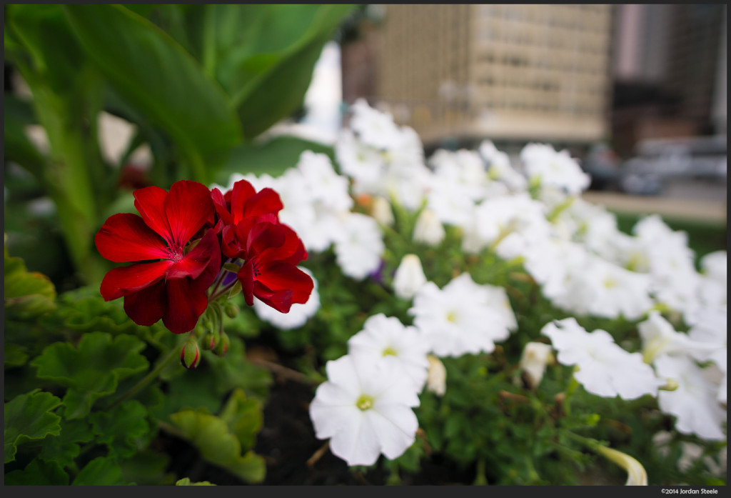 Flowers  - Sony a6000 with Rokinon 12mm f/2.0 NCS CS @ f/2.0