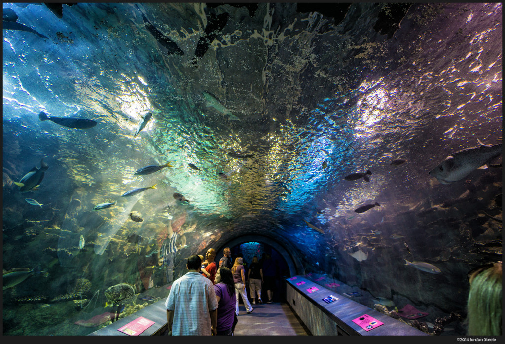 Tunnel - Newport Aquarium, Newport, KY  - Sony a6000 with Rokinon 12mm f/2.0 NCS CS