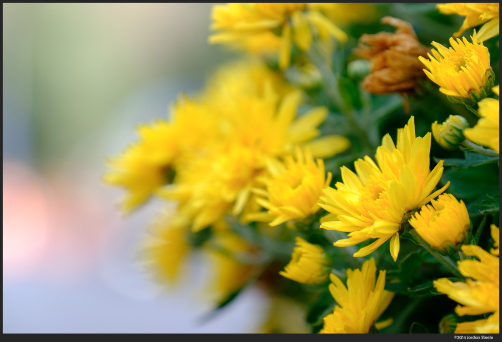 Flowers - Fujifilm X-T1 with Fujinon XF 18-135mm f/3.5-5.6 @ 135mm, f/5.6