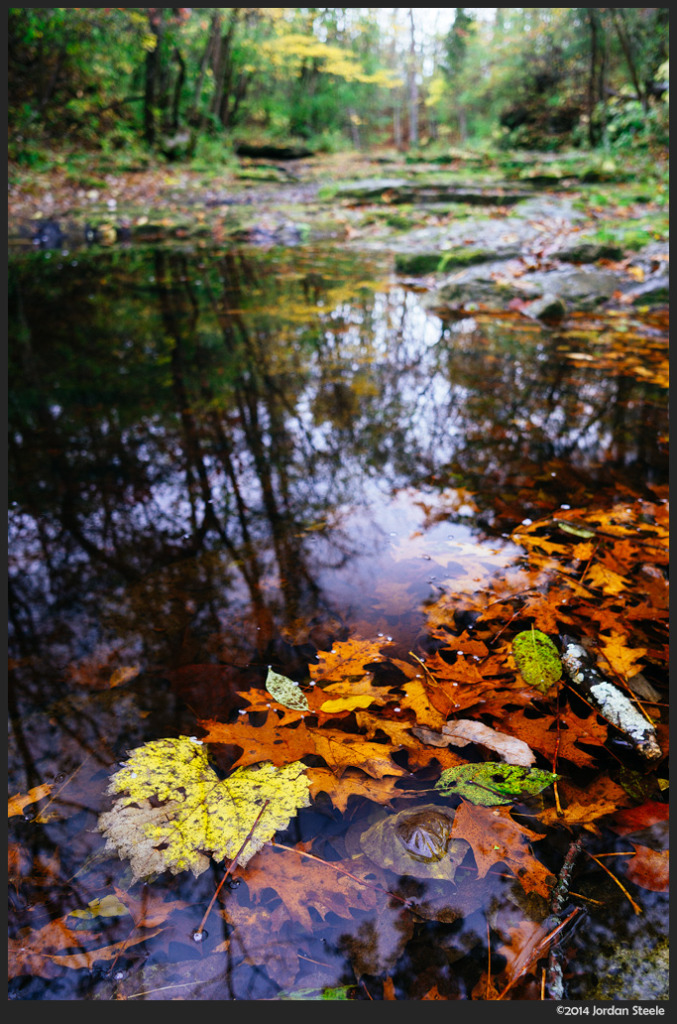 Leaves - Sony a6000 with Sigma 19mm f/2.8 DN Art @ f/2.8