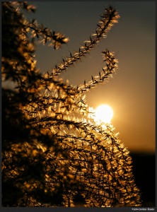 Grass at Sunset - Panasonic LX100 @ 34mm, f/2.8, 1/13,000s