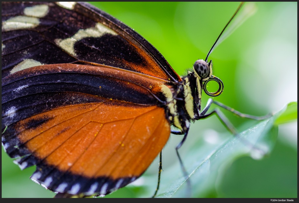 Butterfly - Fujifilm X-T1 with Fujinon XF 60mm f/2.4 Macro @ f/2.4, 1/160s, ISO 500