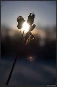 Winter Sunrise - Fujifilm X-T1 with Fujinon XF 16-55mm f/2.8 R @ 55mm, f/2.8