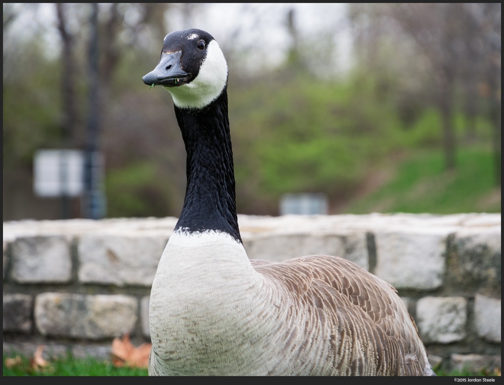 Goose - Olympus OM-D E-M5 with Panasonic 35-100mm f/4-5.6 @ 100mm, f/5.6