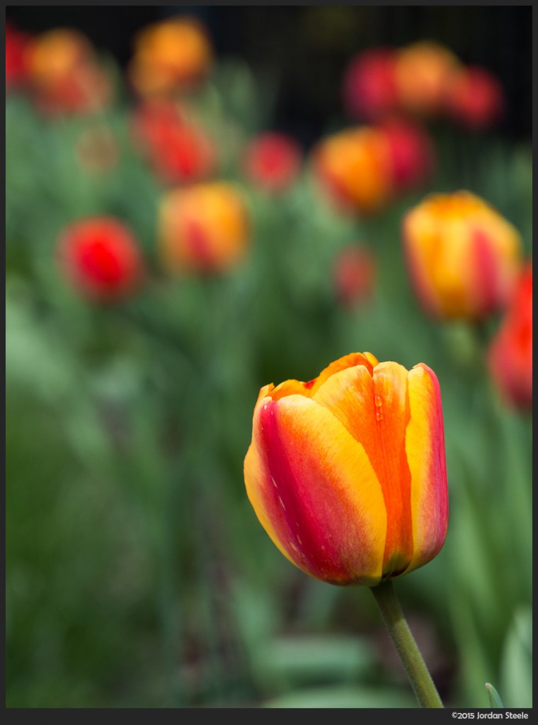 Tulip - Olympus OM-D E-M5 with Panasonic 35-100mm f/4-5.6 @ 100mm, f/5.6