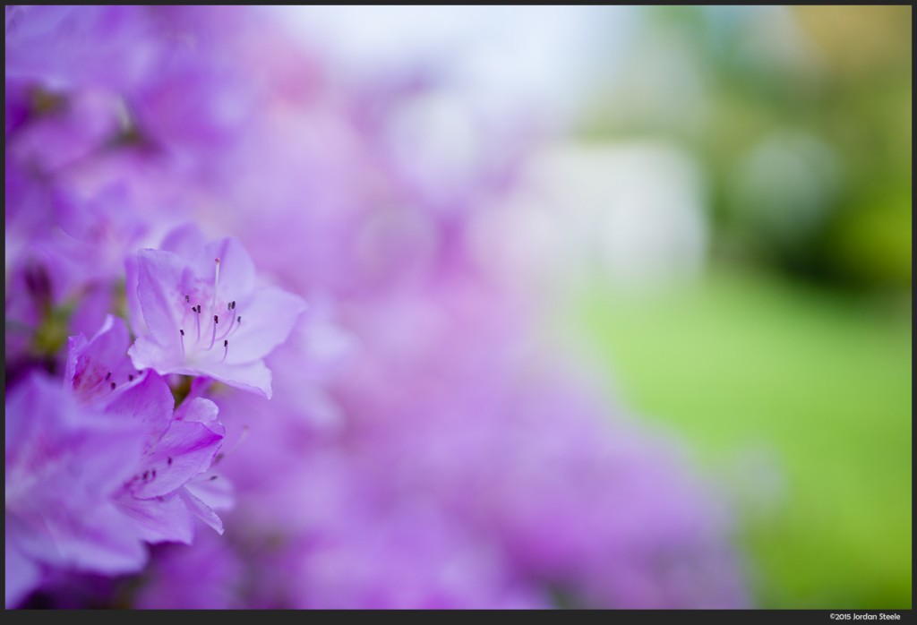 Purple Azalea - Sony A7 II with Zeiss FE 35mm f/1.4 Distagon @ f/1.4