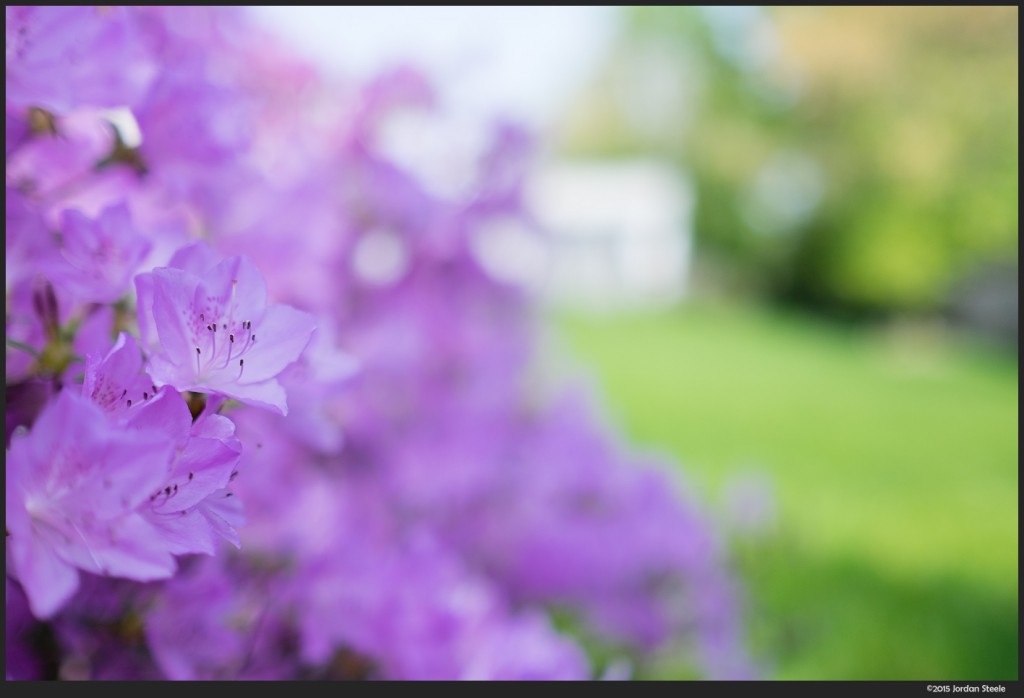 Purple and Green - Fujinon XF 23mm f/1.4 @ f/1.4