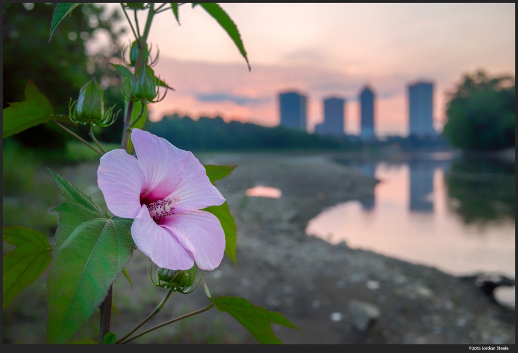 Hyacinth at Sunrise - Sony A7 II with Zeiss Loxia 35mm f/2 @ f/8