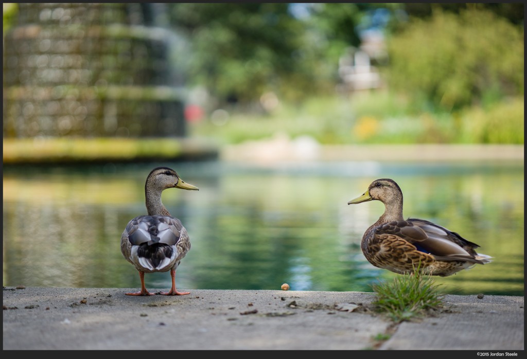 Ducks - Sony A7 II with Zeiss Batis 85mm f/1.8 @ f/1.8